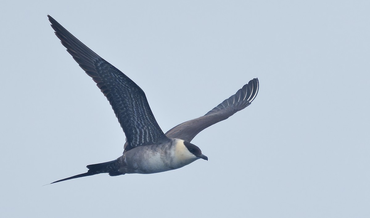 Long-tailed Jaeger - ML639616551