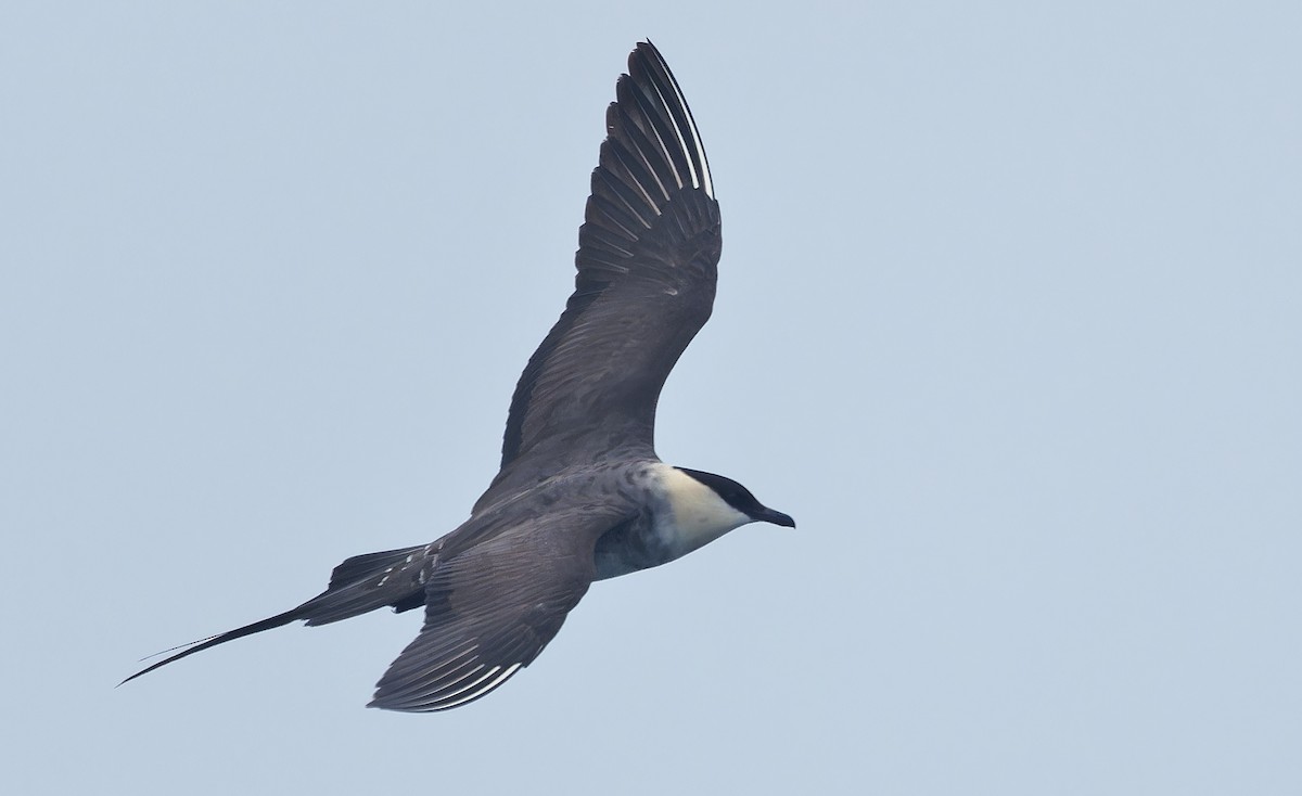 Long-tailed Jaeger - ML639616552