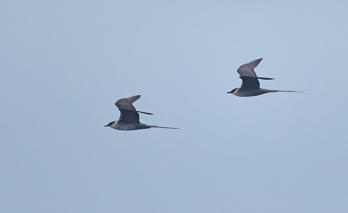Long-tailed Jaeger - ML639616553