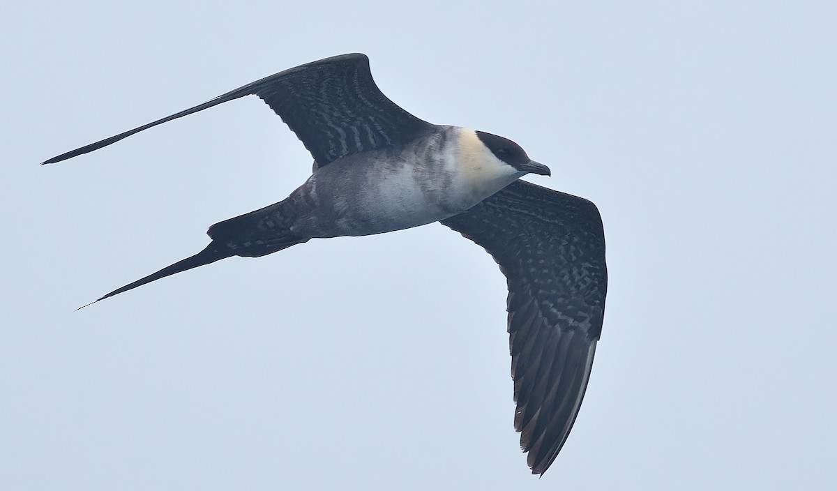 Long-tailed Jaeger - ML639616555