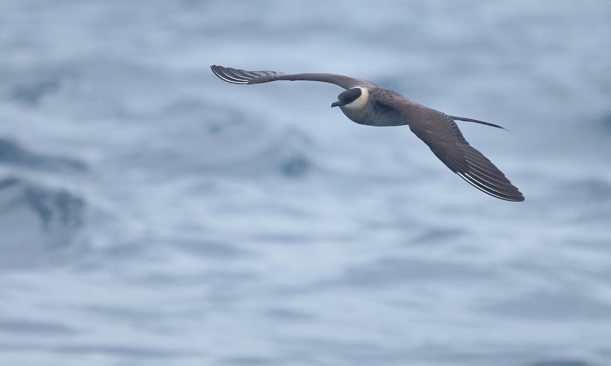 Long-tailed Jaeger - ML639616556