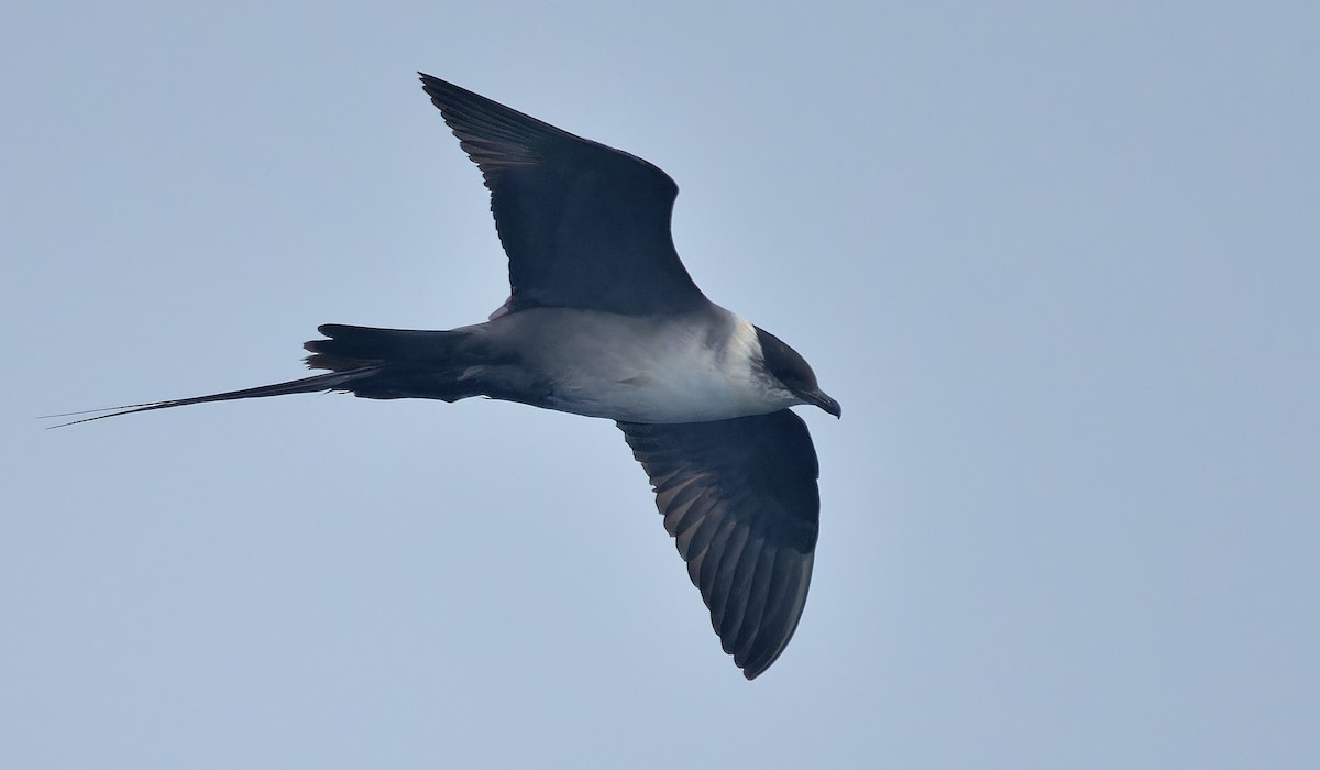 Long-tailed Jaeger - ML639616557