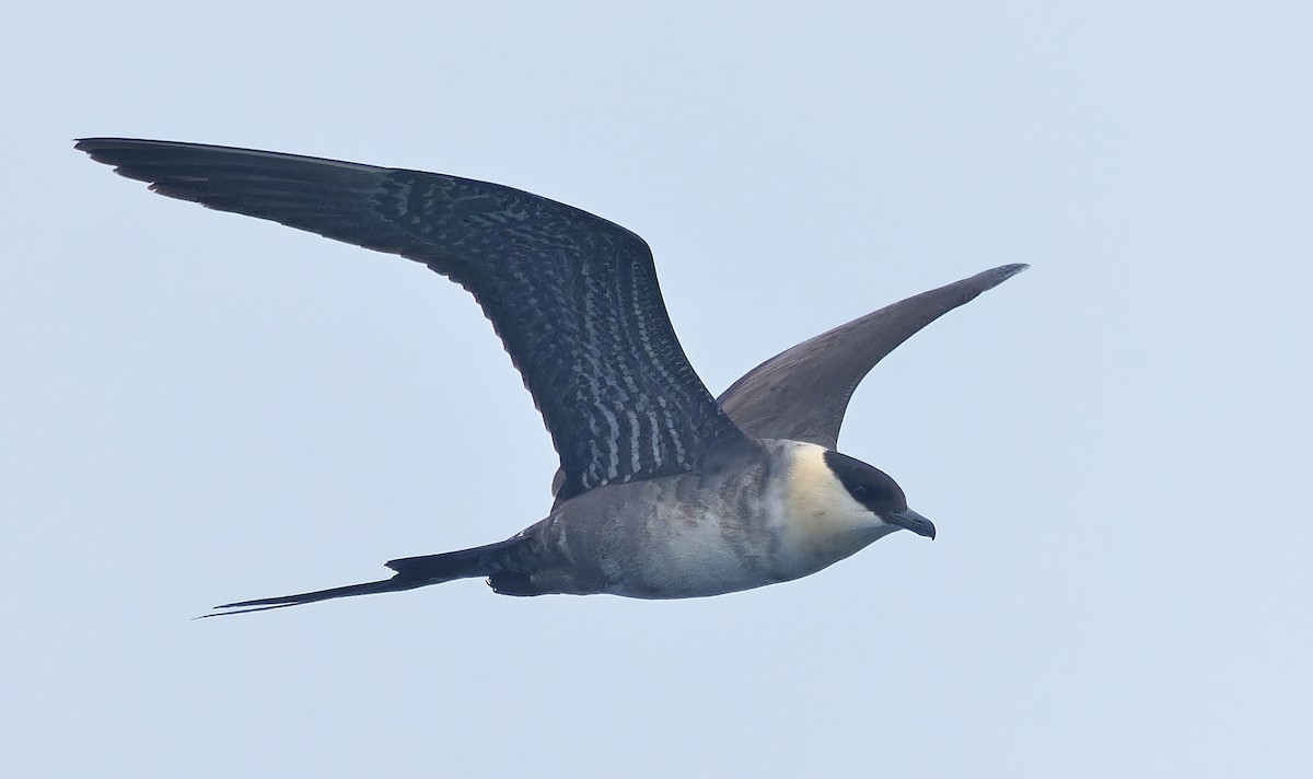 Long-tailed Jaeger - ML639616558