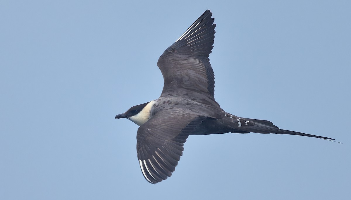 Long-tailed Jaeger - ML639616559