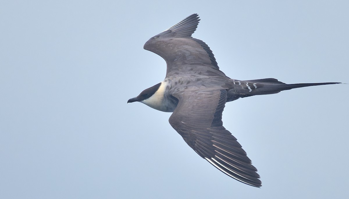 Long-tailed Jaeger - ML639616562