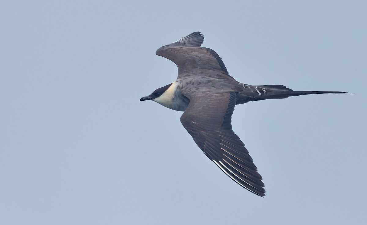 Long-tailed Jaeger - ML639616565