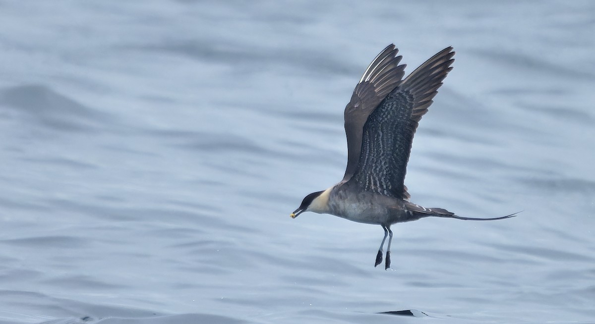Long-tailed Jaeger - ML639616566