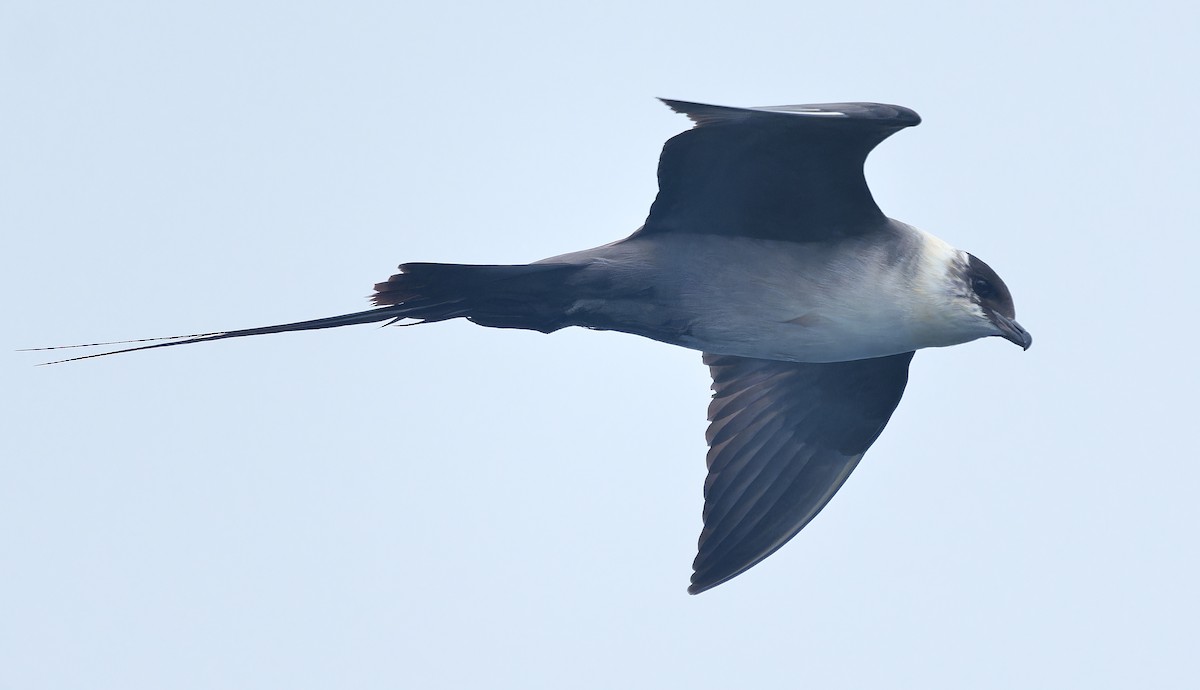 Long-tailed Jaeger - ML639616568
