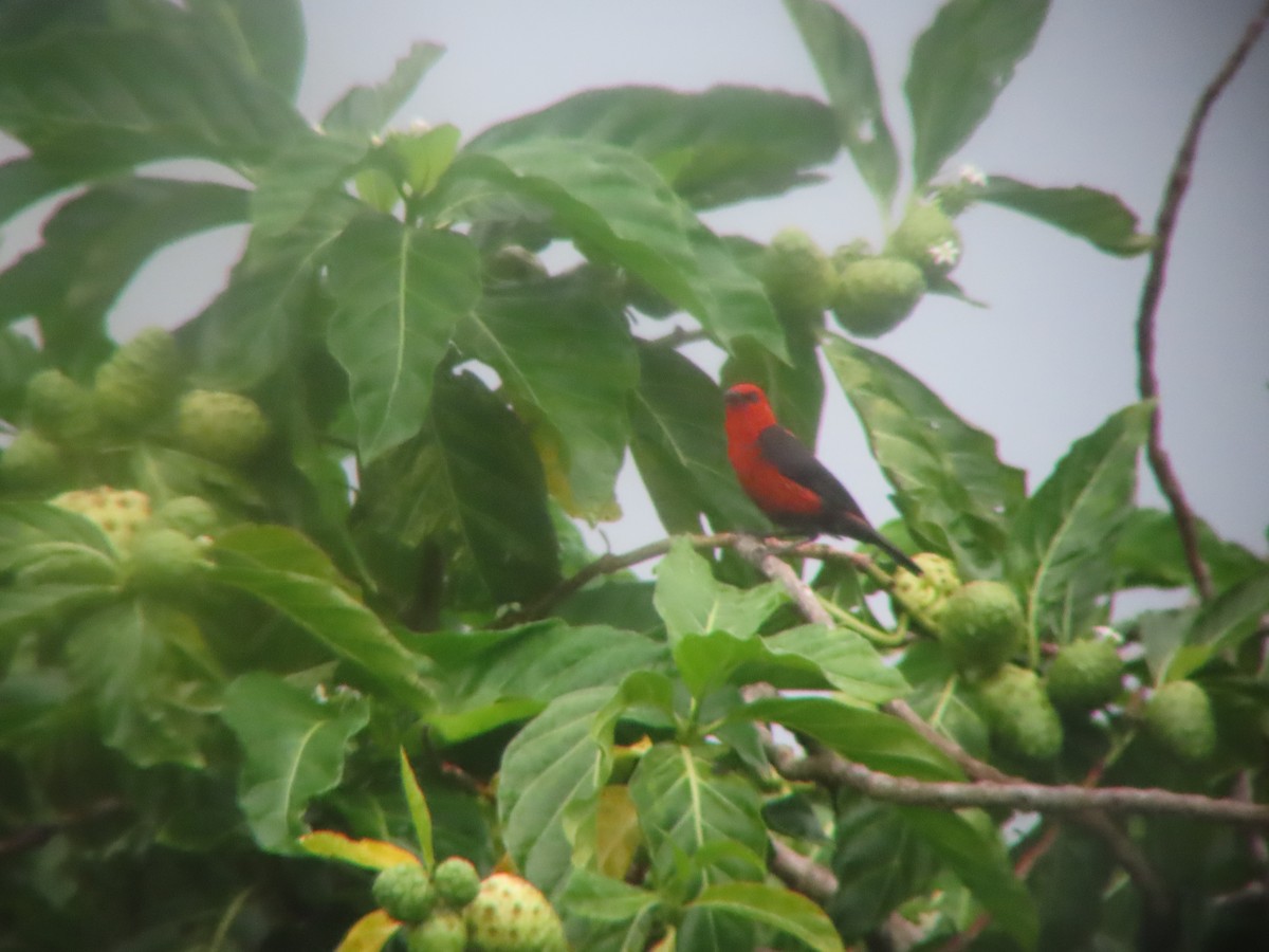 Micronesian Myzomela - ML639616612