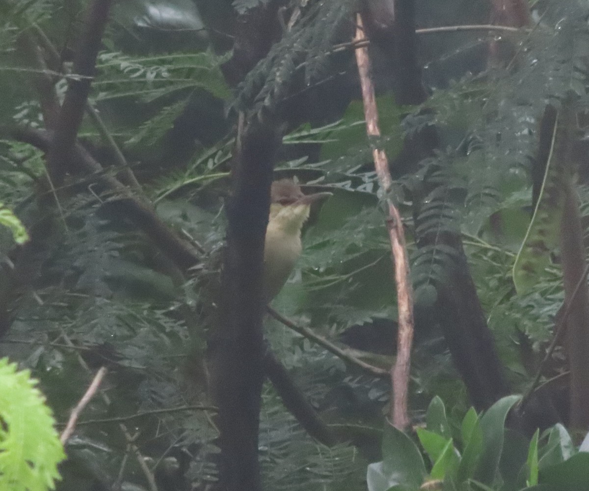 Saipan Reed Warbler - ML639616619