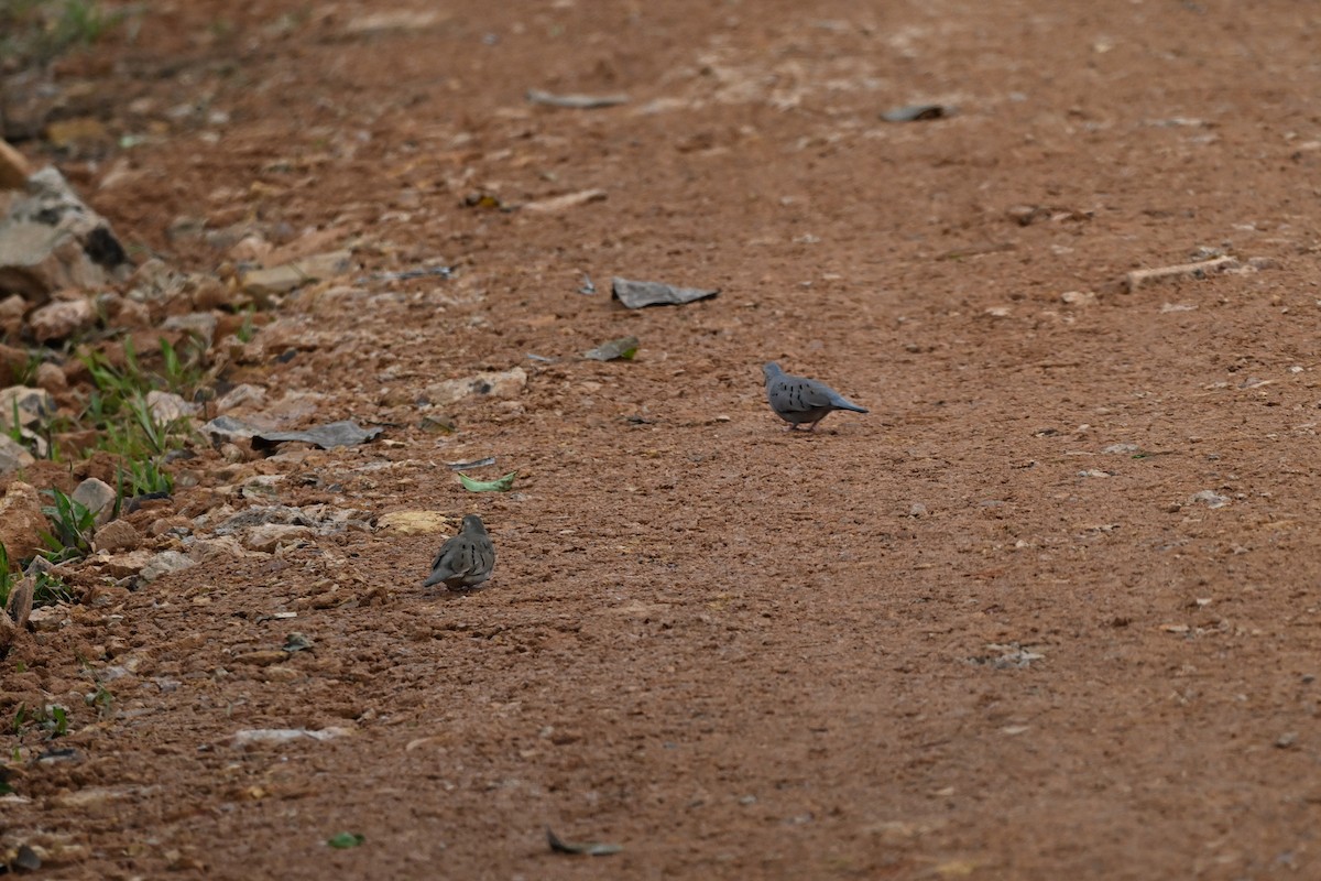 Ecuadorian Ground Dove - ML639616643