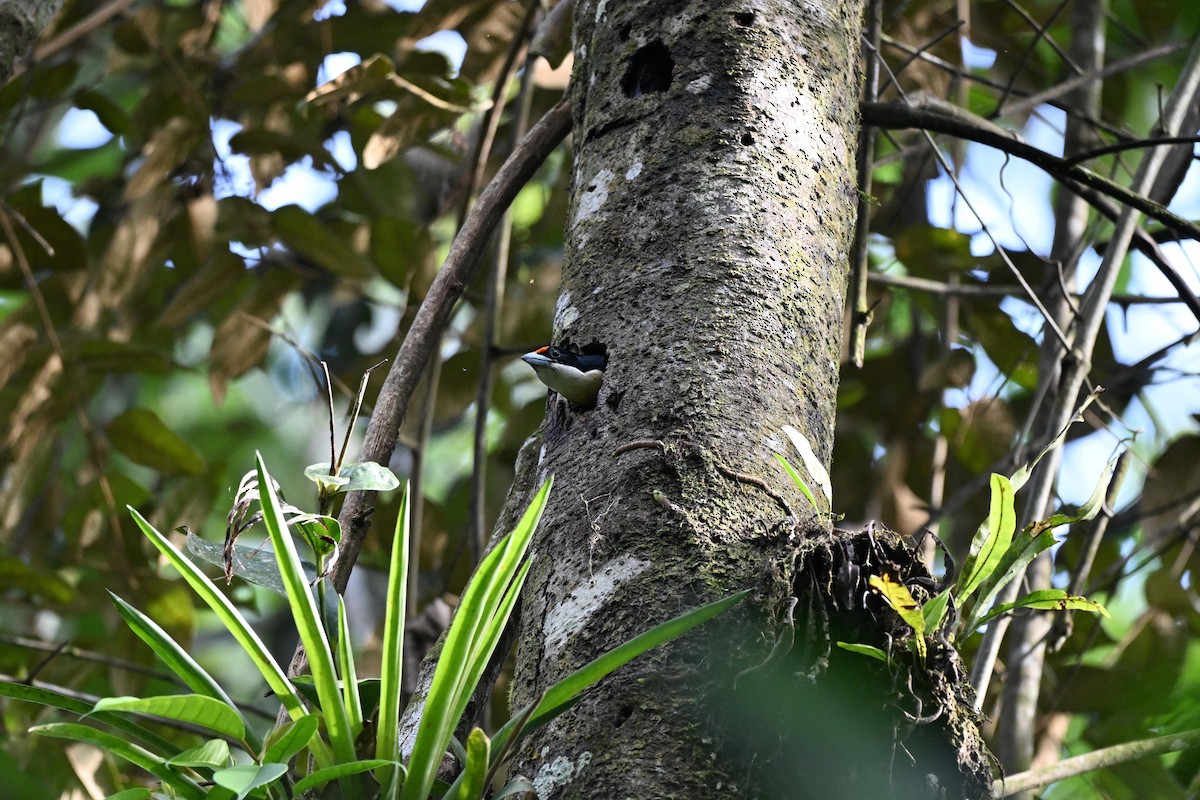 Orange-fronted Barbet - ML639616669