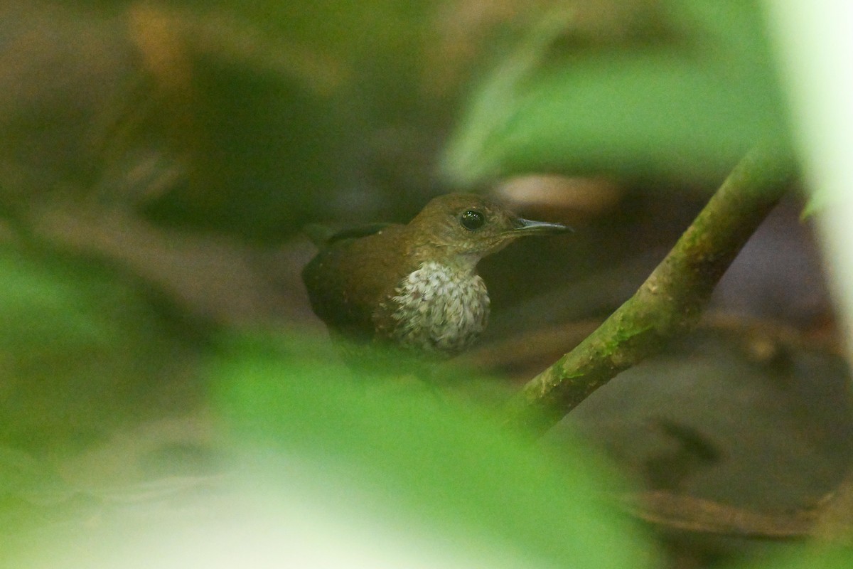 Scaly-breasted Wren (Scaly) - ML639616693