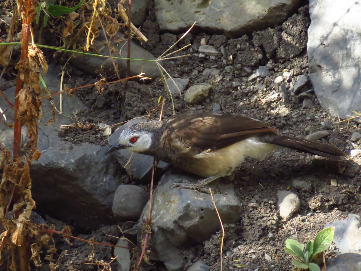 White-rumped Babbler - ML639616694