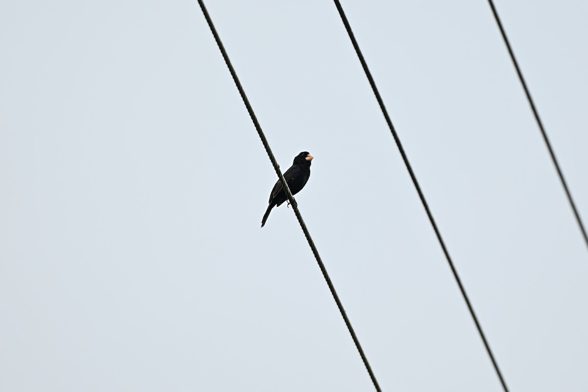 Large-billed Seed-Finch - ML639616697