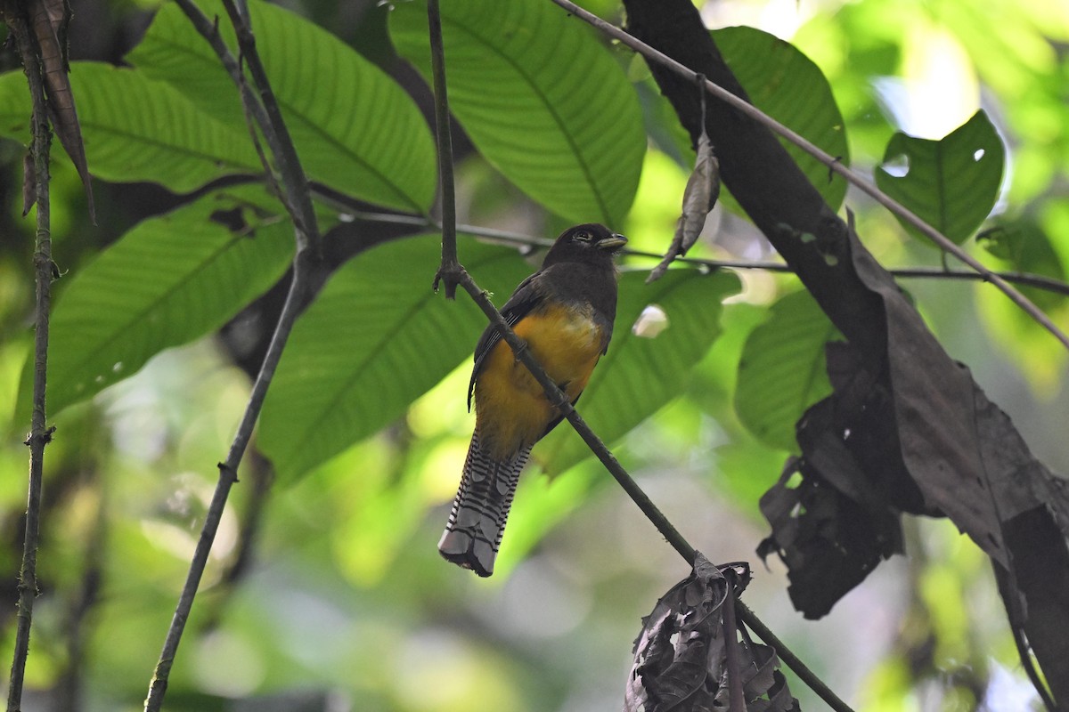 Choco Black-throated Trogon - ML639616716