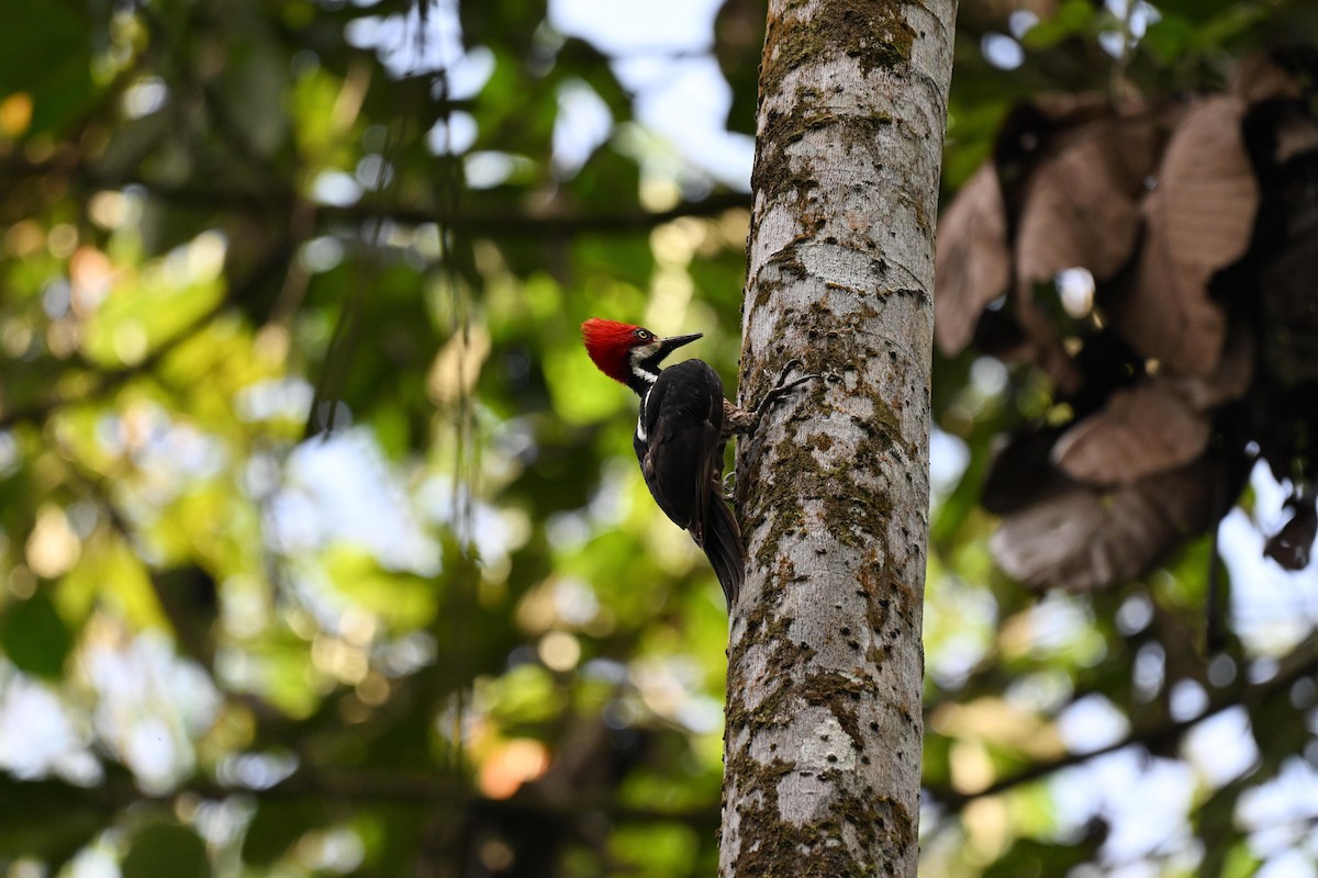 Guayaquil Woodpecker - ML639616720