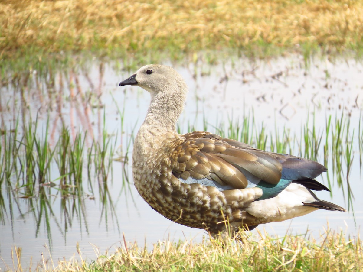 Blue-winged Goose - ML639616755