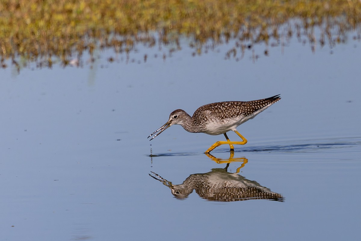 Greater Yellowlegs - ML639616786