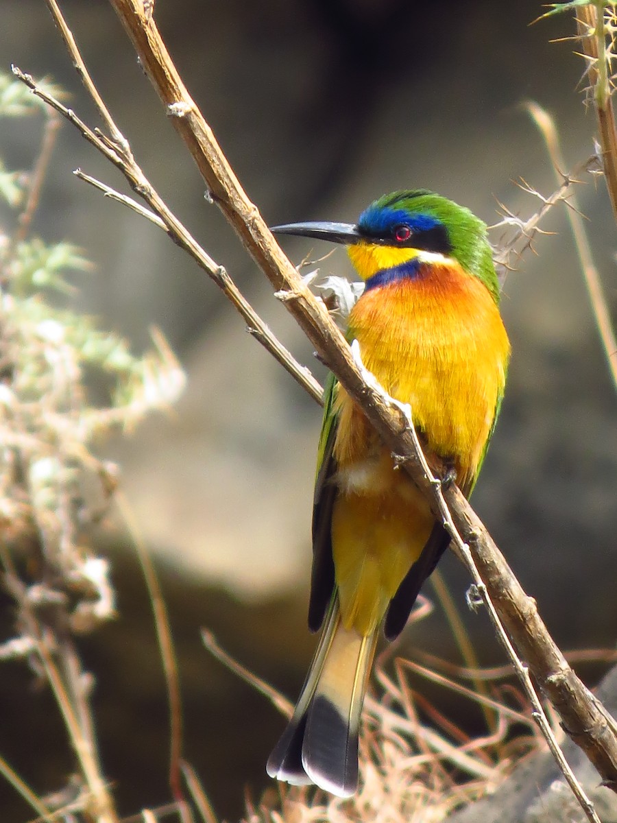 Ethiopian Bee-eater - ML639616789