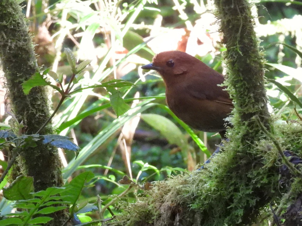 Chestnut Antpitta - ML639616790