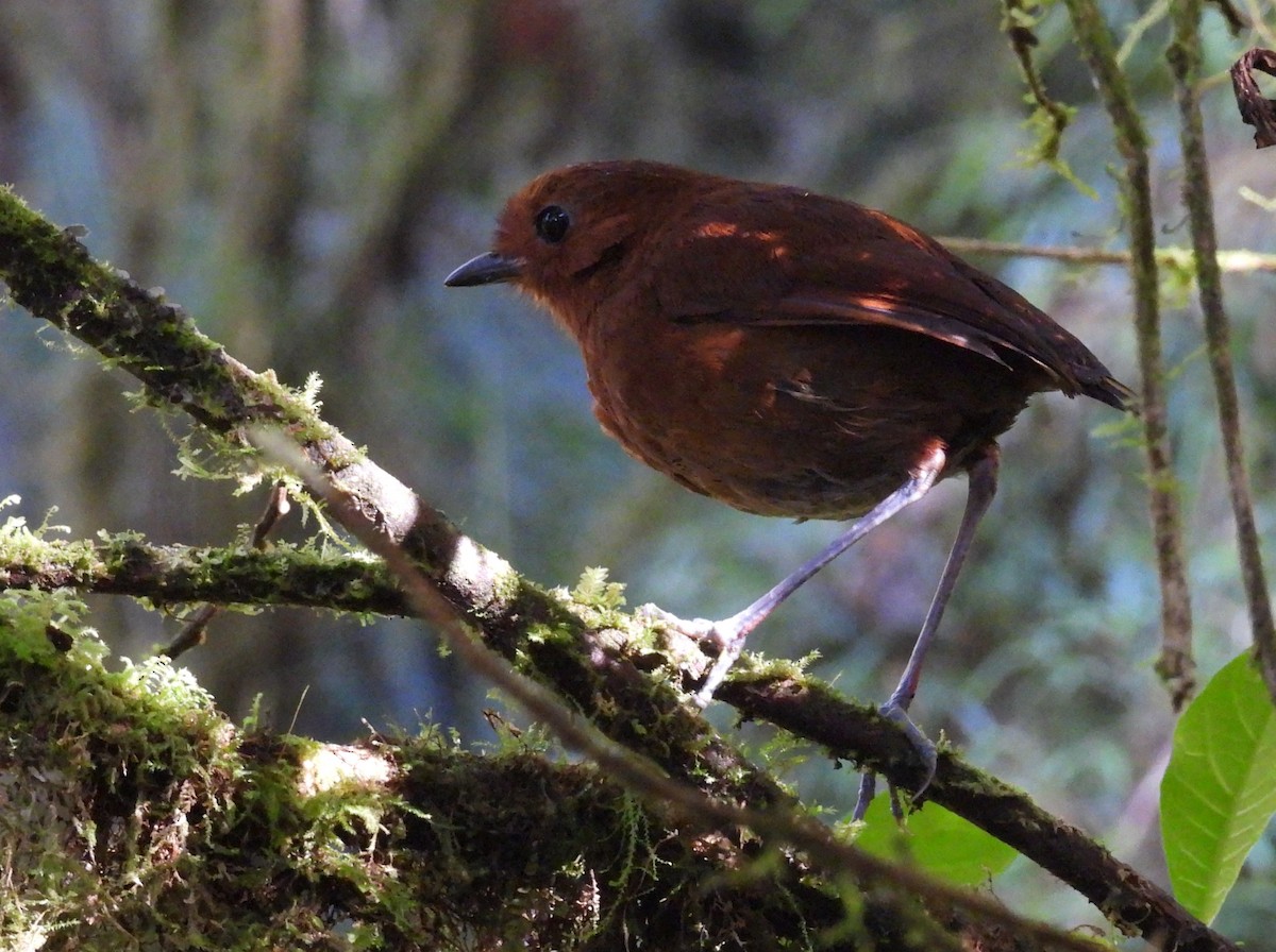 Chestnut Antpitta - ML639616791