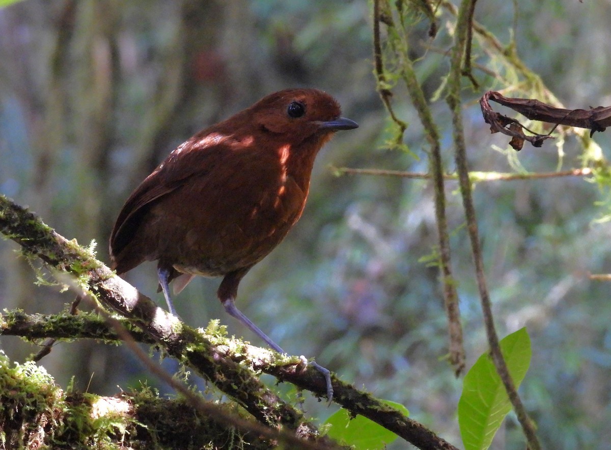 Chestnut Antpitta - ML639616792
