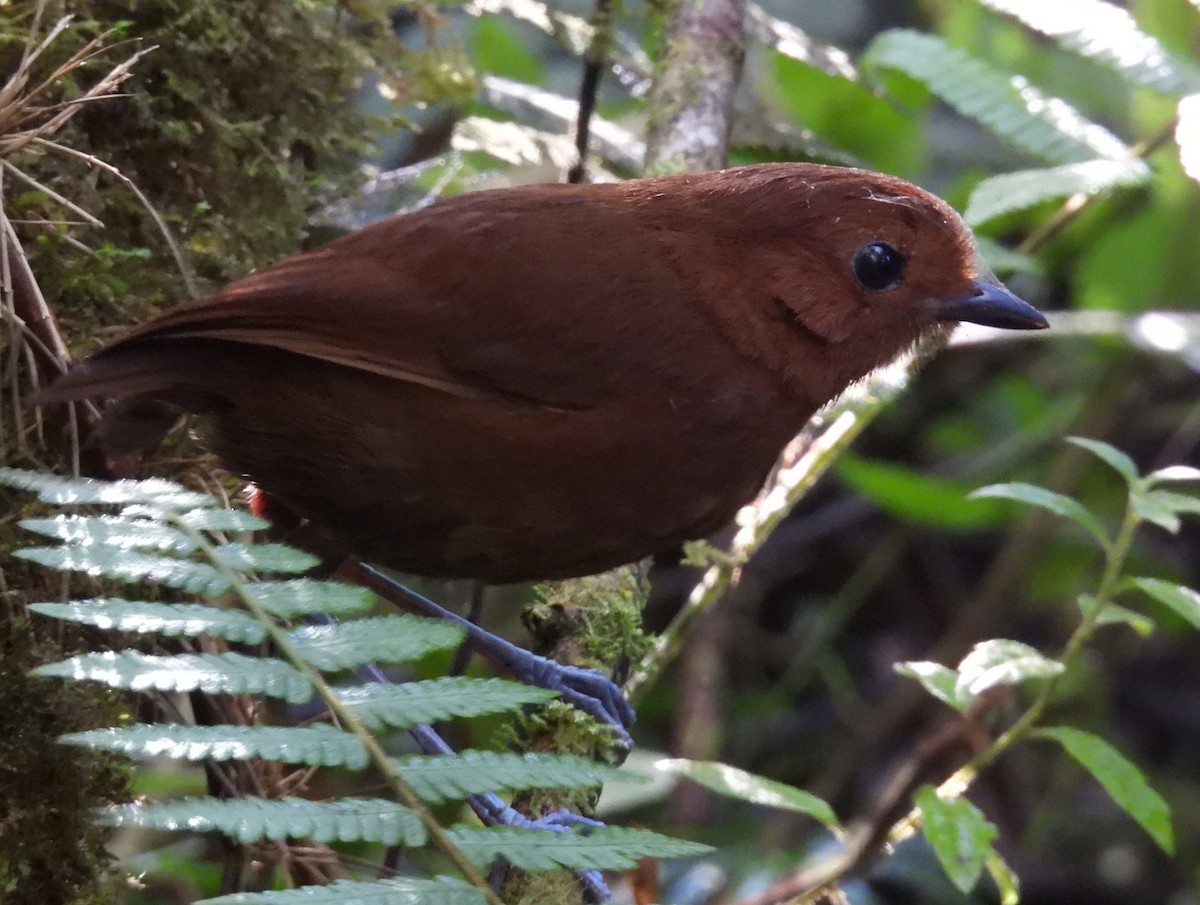 Chestnut Antpitta - ML639616793