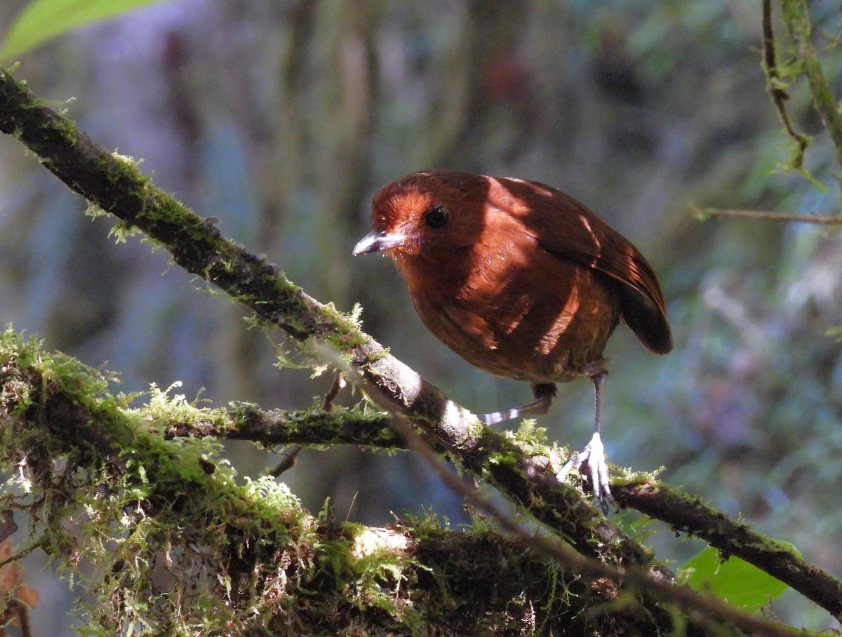 Chestnut Antpitta - ML639616794