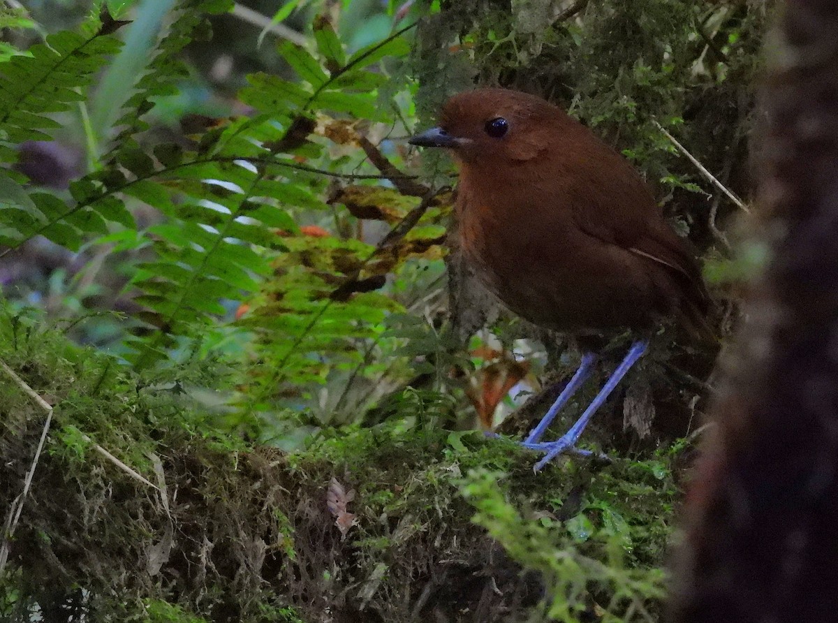 Chestnut Antpitta - ML639616795
