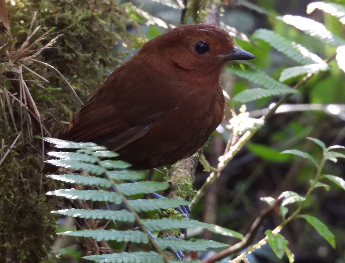 Chestnut Antpitta - ML639616796