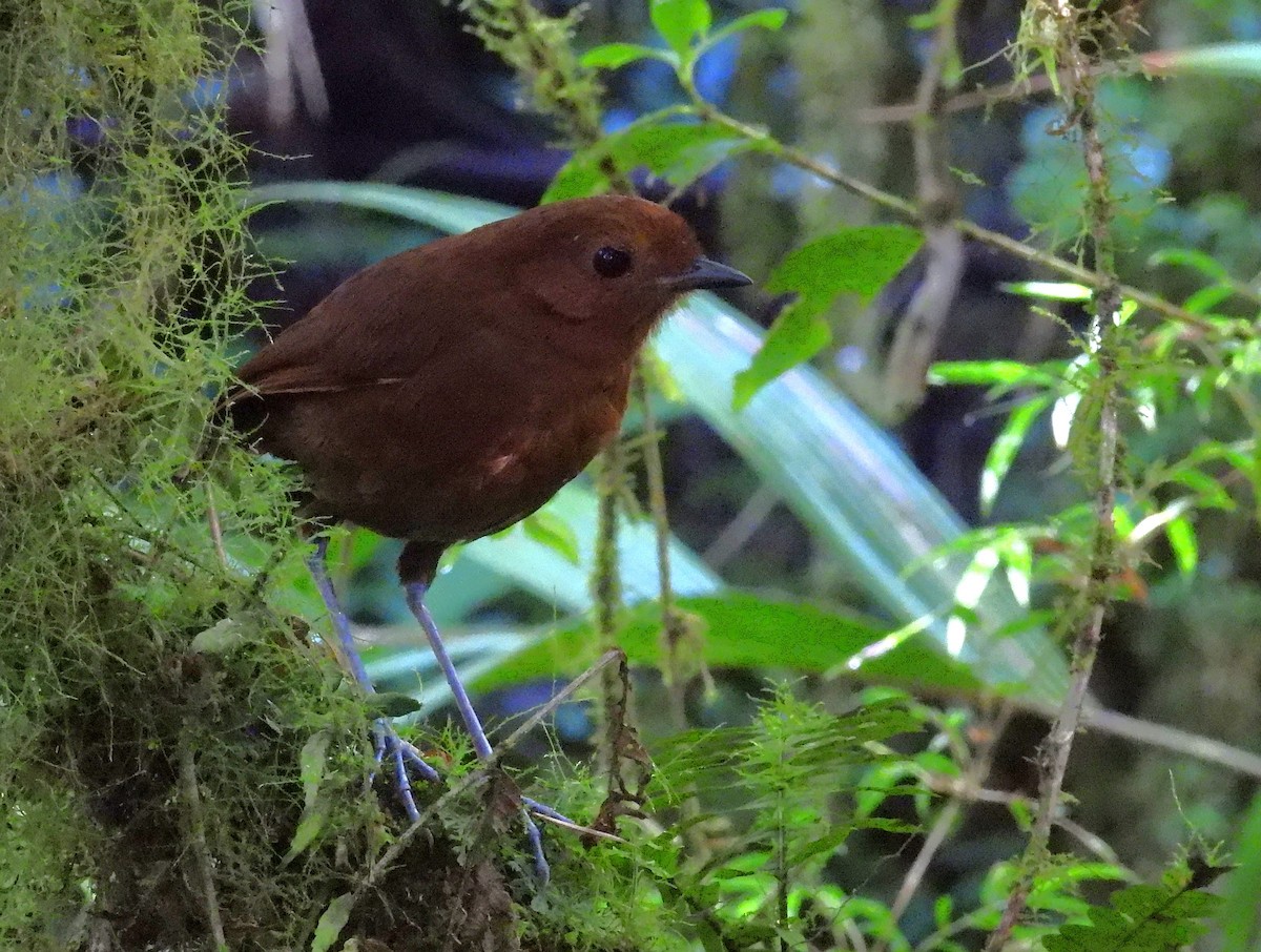 Chestnut Antpitta - ML639616797