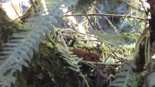 Chestnut Antpitta - ML639616799
