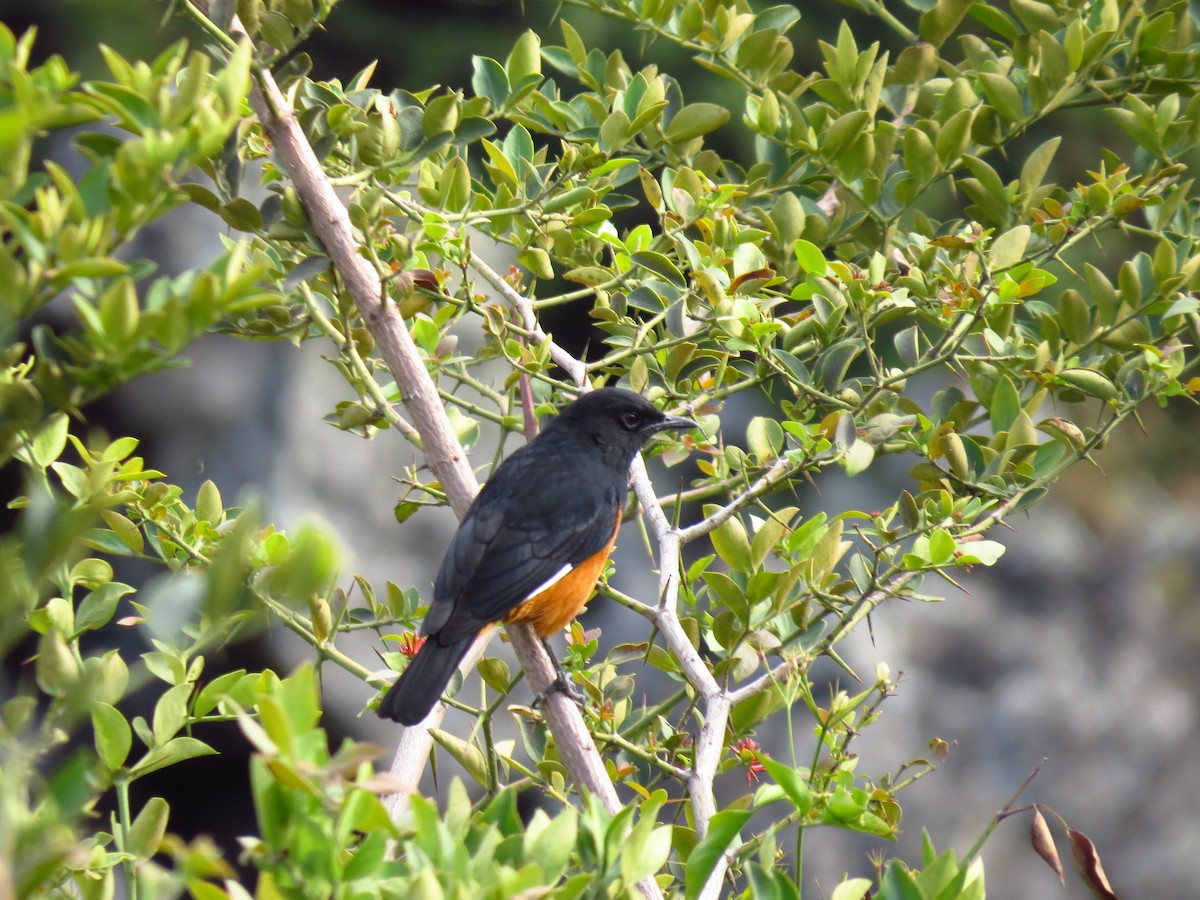 White-winged Cliff-Chat - ML639616812