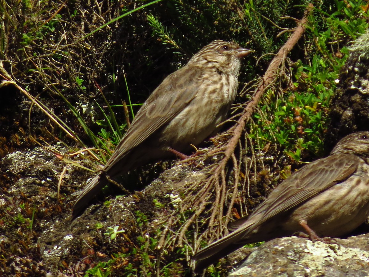 Ankober Serin - ML639616912