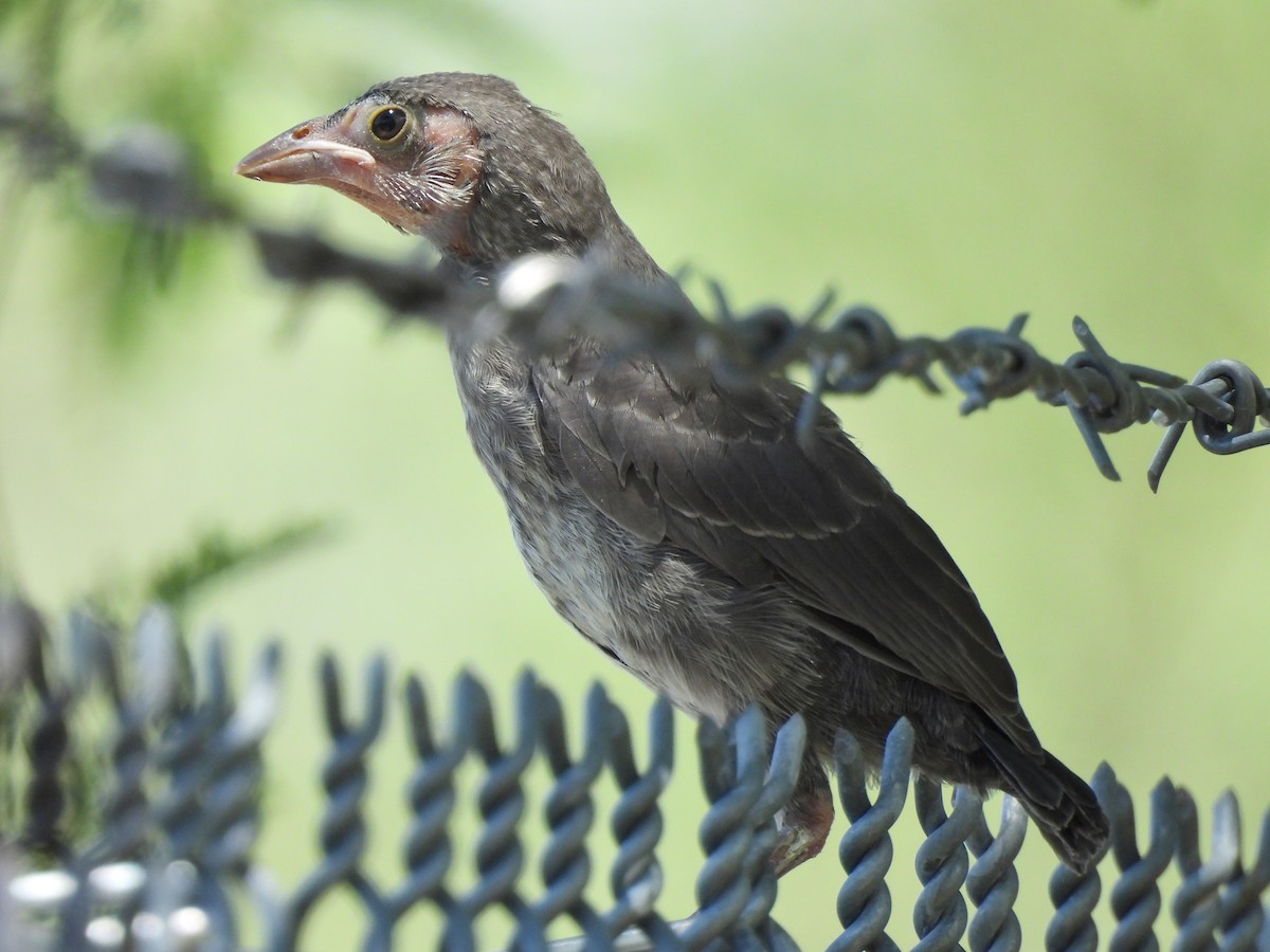 Brown-headed Cowbird - ML639616927