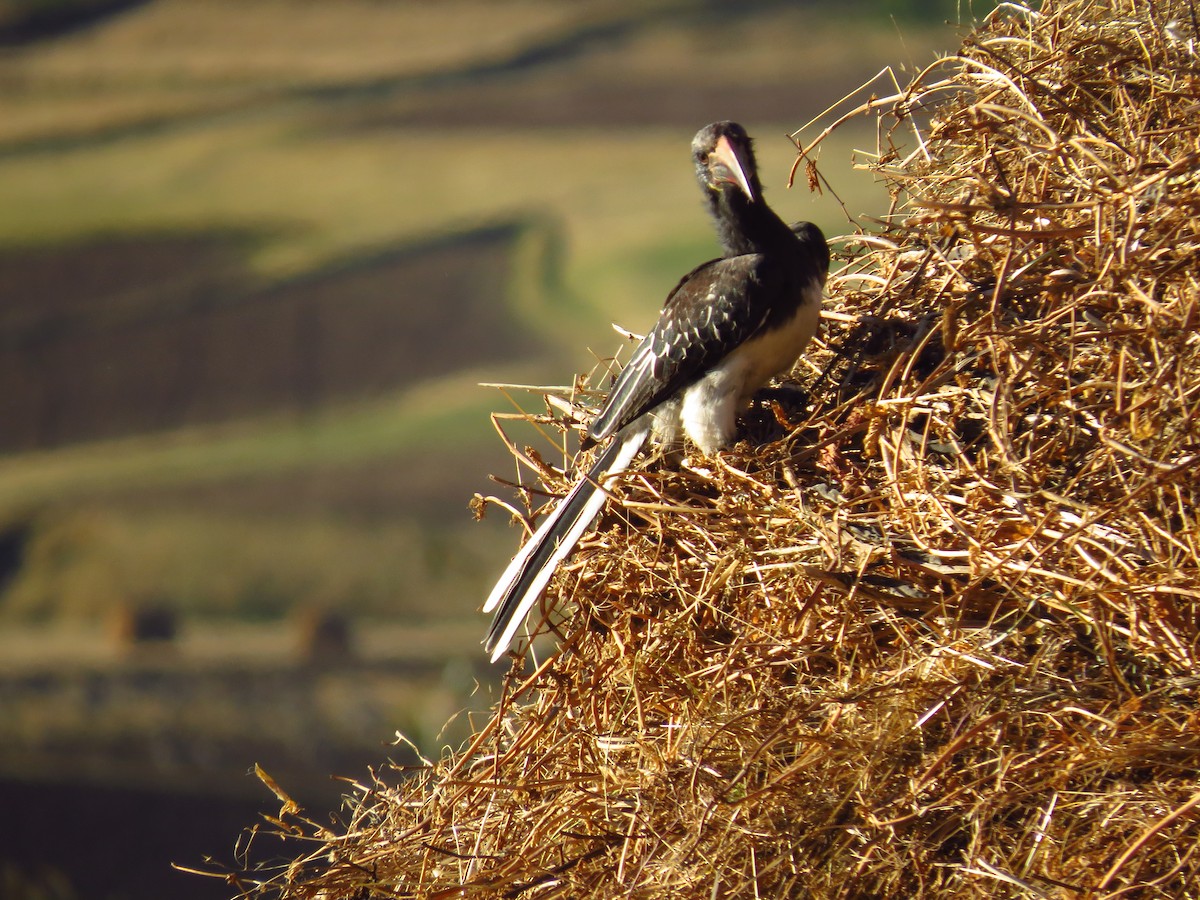 Hemprich's Hornbill - ML639616928