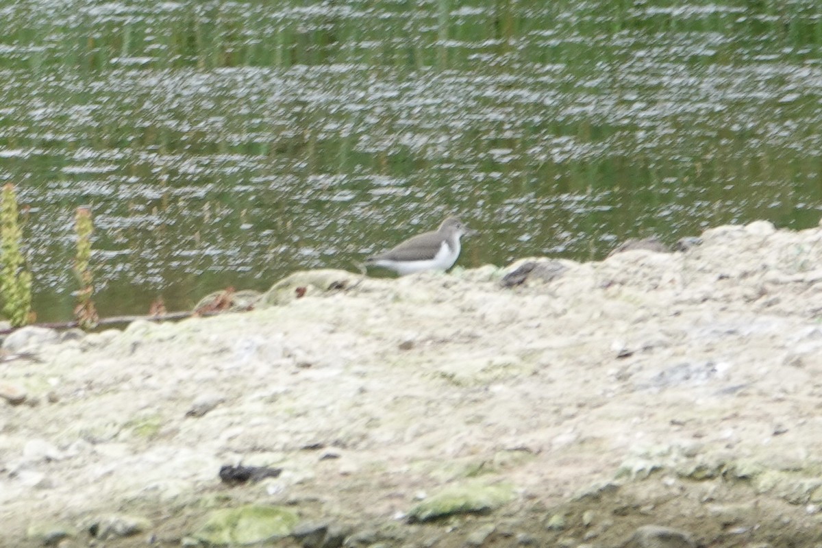 Spotted Sandpiper - ML639616947