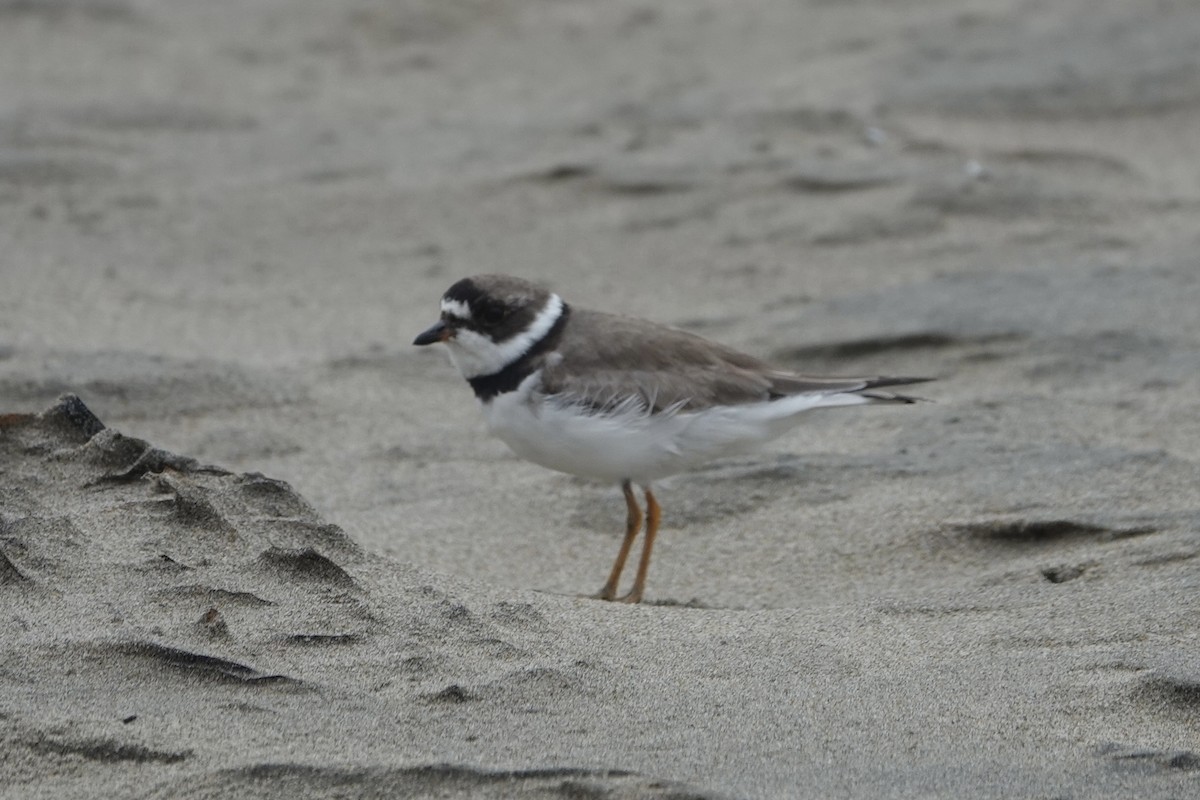 Semipalmated Plover - ML639616979