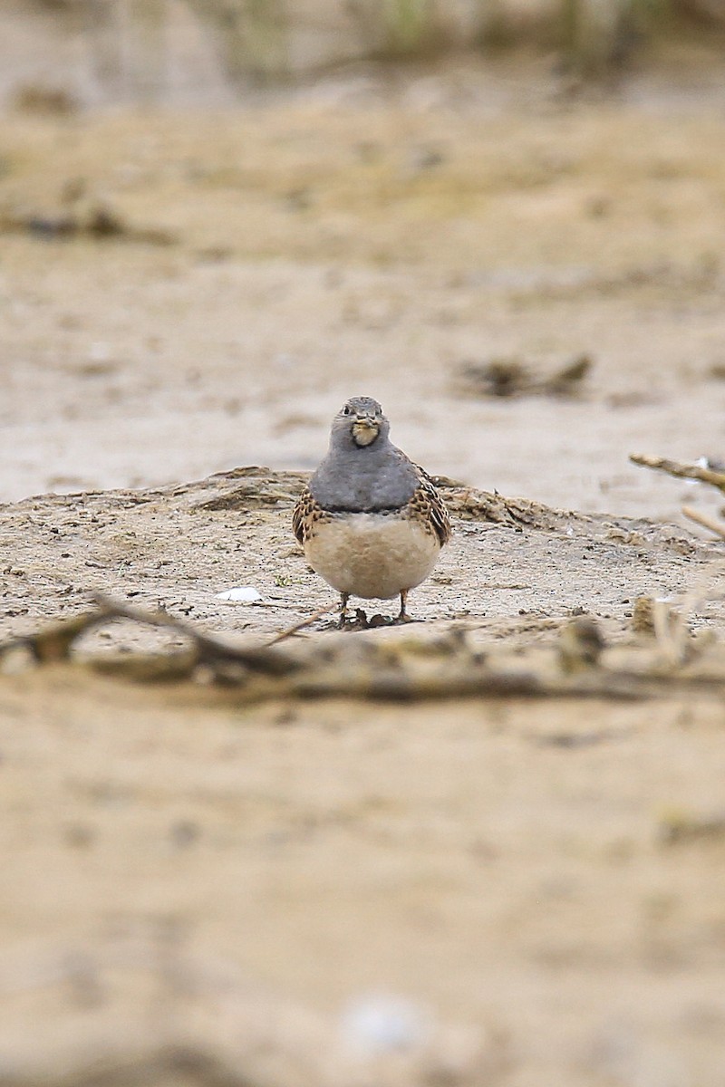 ノドジロヒバリチドリ - ML639616998