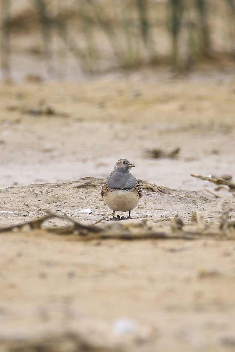 ノドジロヒバリチドリ - ML639616999