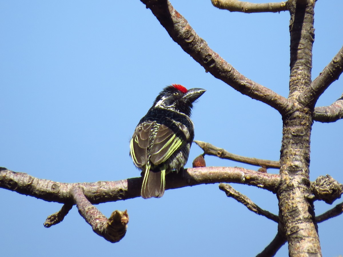 Red-fronted Barbet - ML639617038