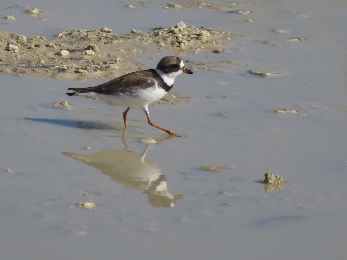 Semipalmated Plover - ML639617064