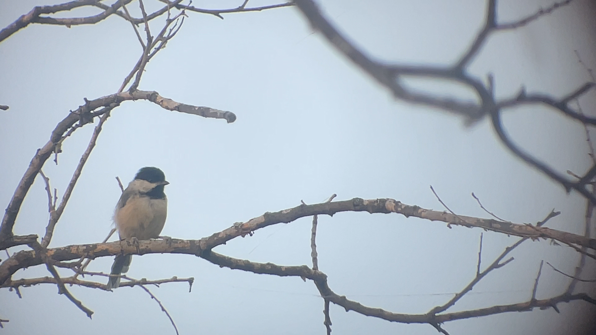 Carolina Chickadee - ML639617066