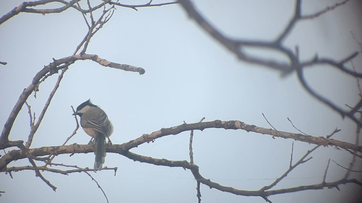 Carolina Chickadee - ML639617067