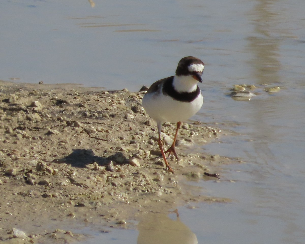 Semipalmated Plover - ML639617073