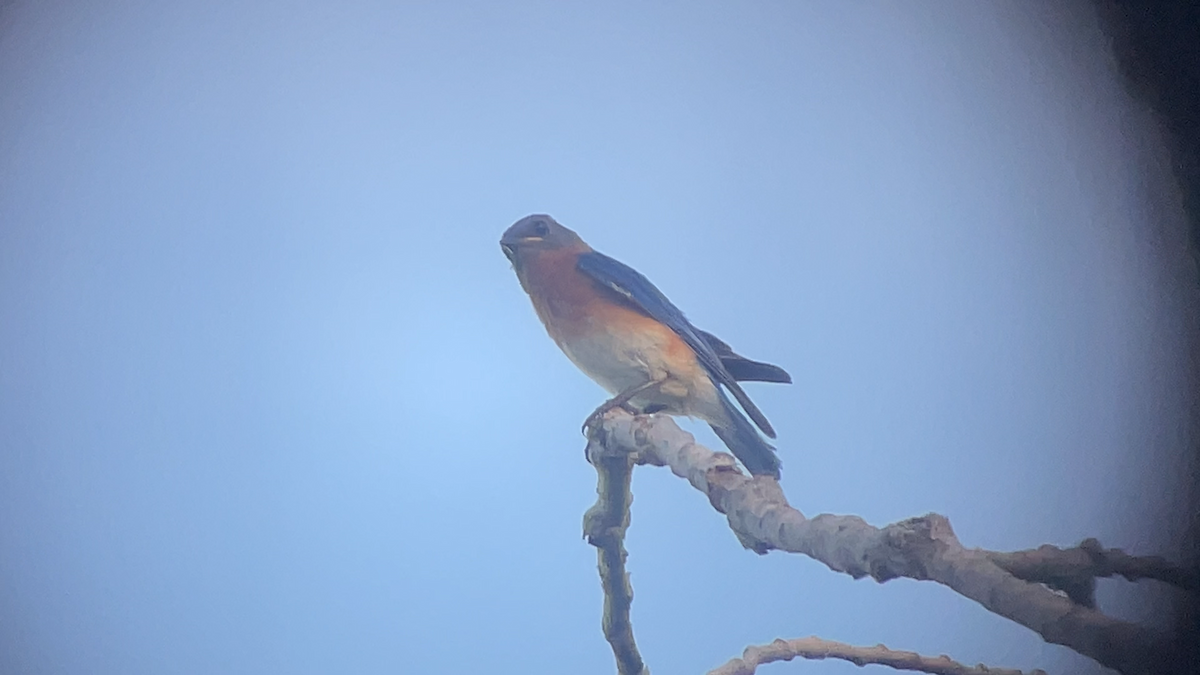 Eastern Bluebird - ML639617078