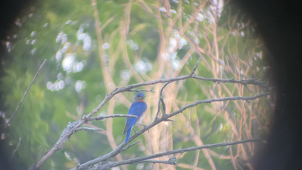 Eastern Bluebird - ML639617079