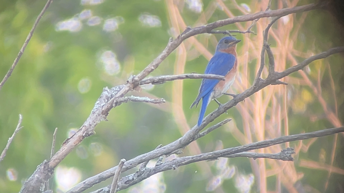Eastern Bluebird - ML639617080
