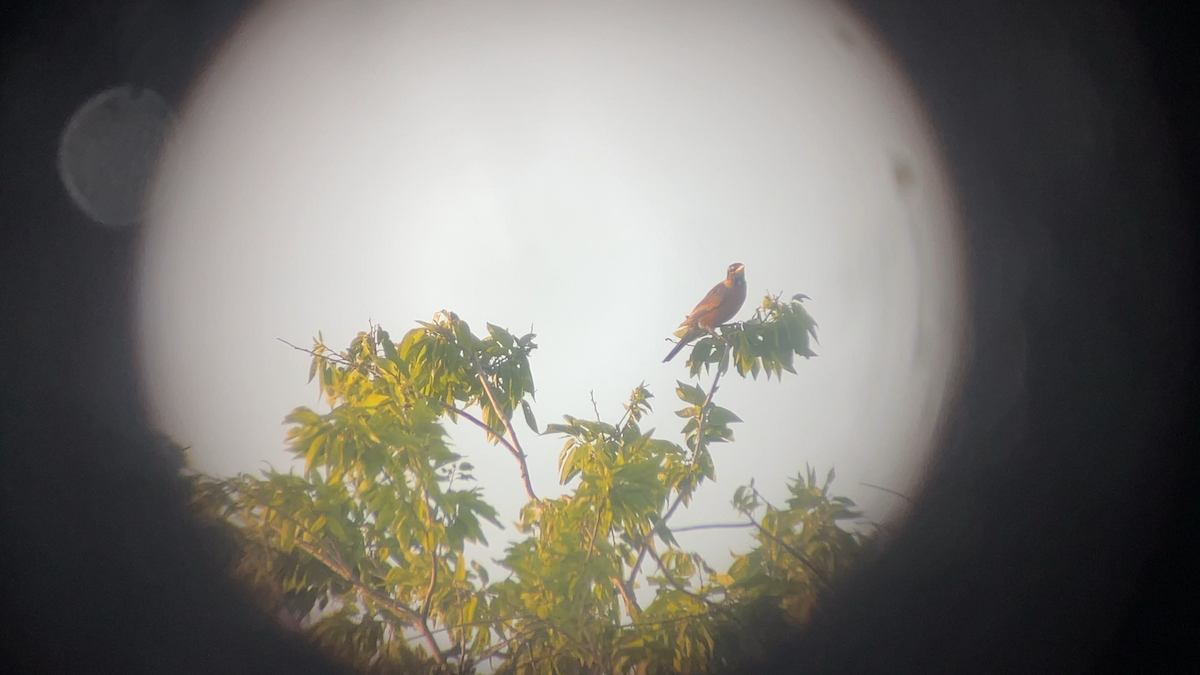 American Robin - ML639617097